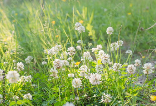 Trifolium repens, white clover, Dutch clover, Ladino clover or Ladino in the gentle light green grass flooded with the spring sun - a pleasant green background with blurred copy of the space for text