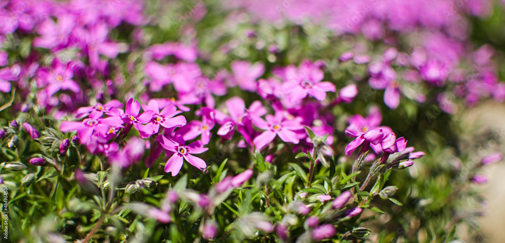 Small phlox flowers for spring garden decoration