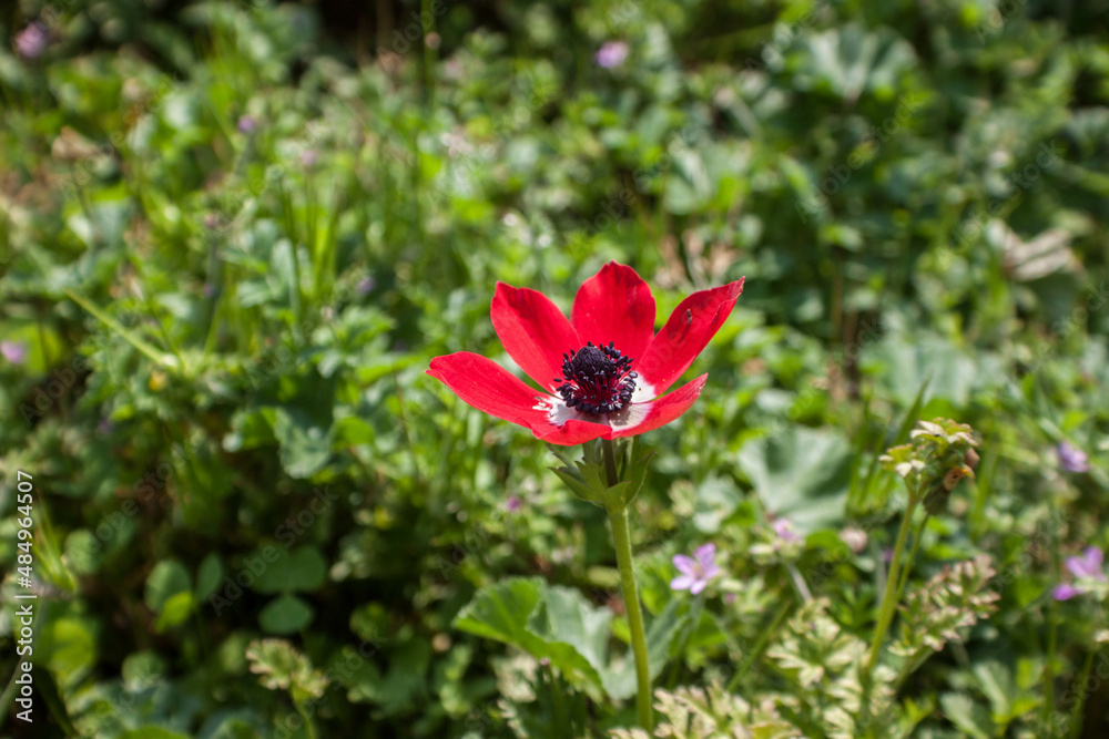 red butterfly on a flower red butterfly on a flower