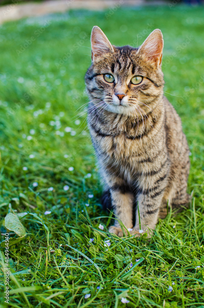 Funny little cat walking outdoors