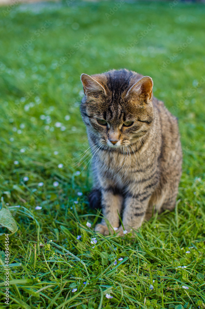 Funny little cat walking outdoors