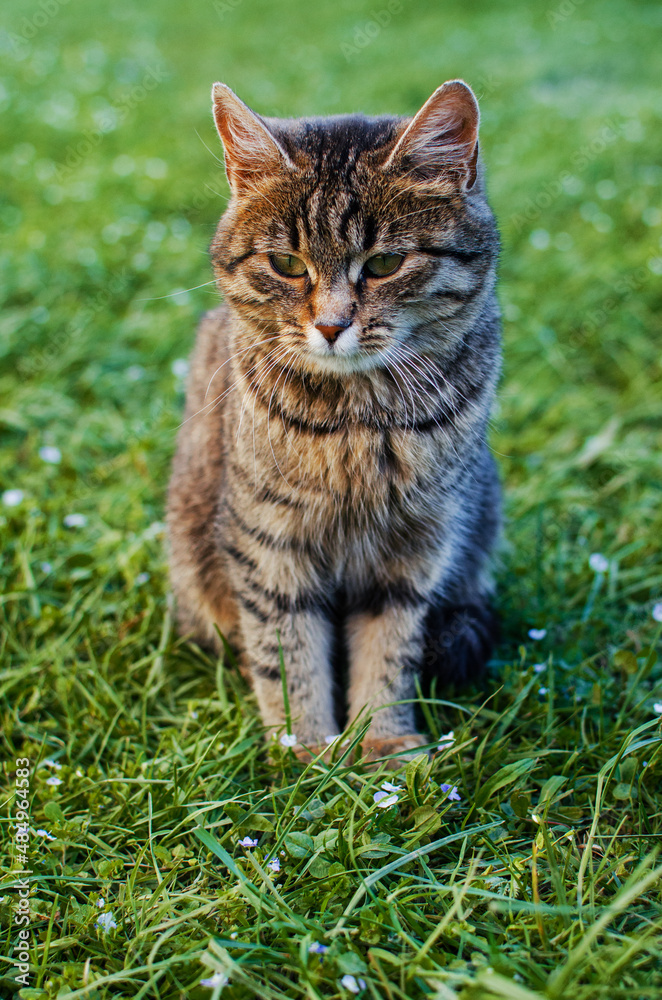 Funny little cat walking outdoors