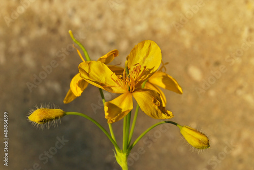 A flower of Greater Celandine close up in the wild (Chelidonium majus) photo