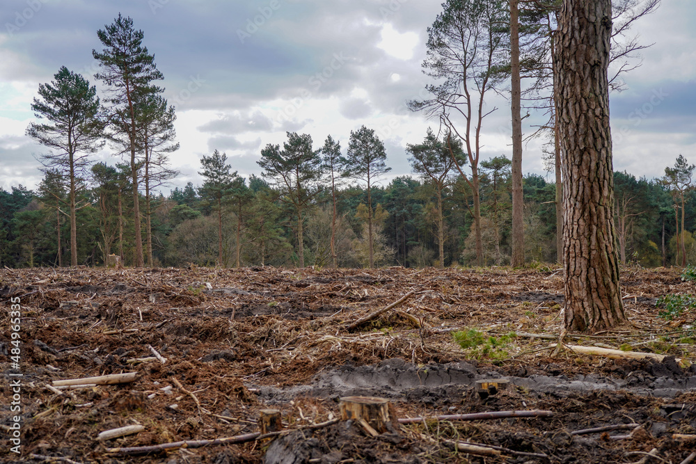 Aftermath of forestry work in a forest Aftermath of forestry work in a forest