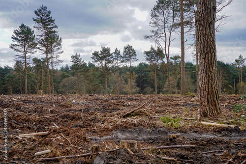 Aftermath of forestry work in a forest 
