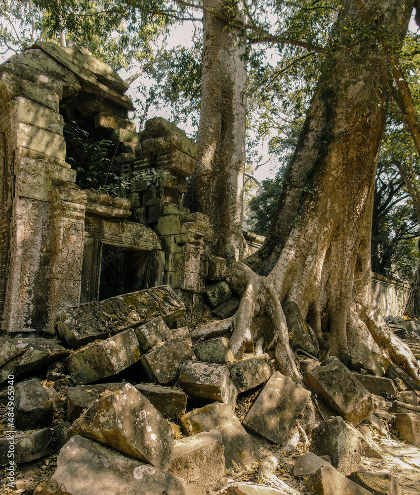 Big old tree growing through the ruins of an ancient stone temple lost in the Cambodian jungle of Angkor temples - Ta Prohm