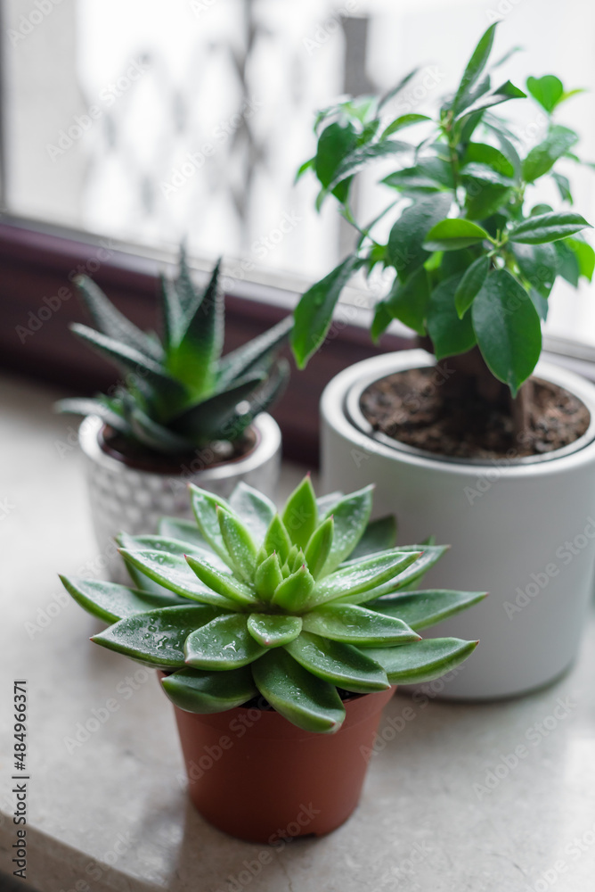 Fototapeta premium Ficus and succulents on a marble window sill. House plant and flower with a spray bottle at home.
