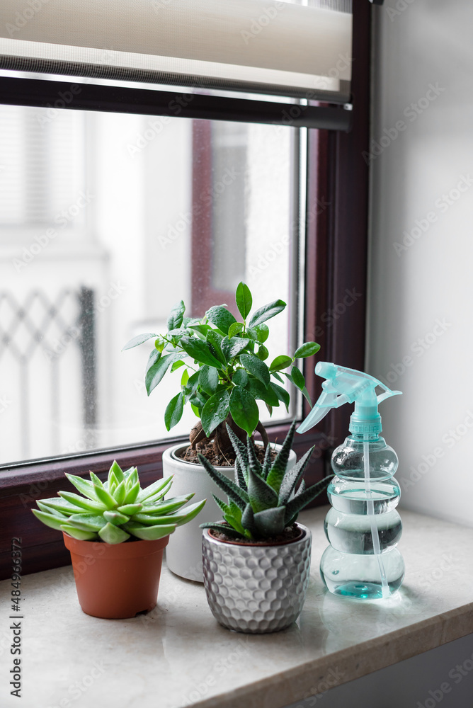 Ficus and succulents on a marble window sill. House plant and flower with a spray bottle at home. Ficus and succulents on a marble window sill. House plant and flower with a spray bottle at home.