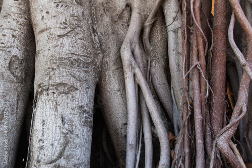 The trunk and roots of a tree close-up.