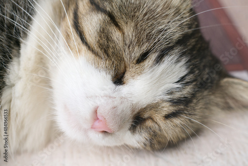 Portrait of a cat lying peacefully and resting. Closeup