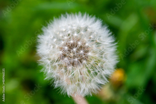 Dandelion Closeup