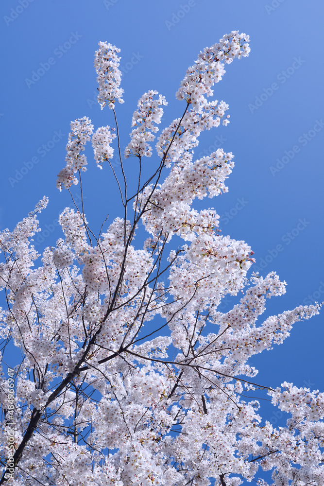 Beautiful blossoming tree on blue sky background.