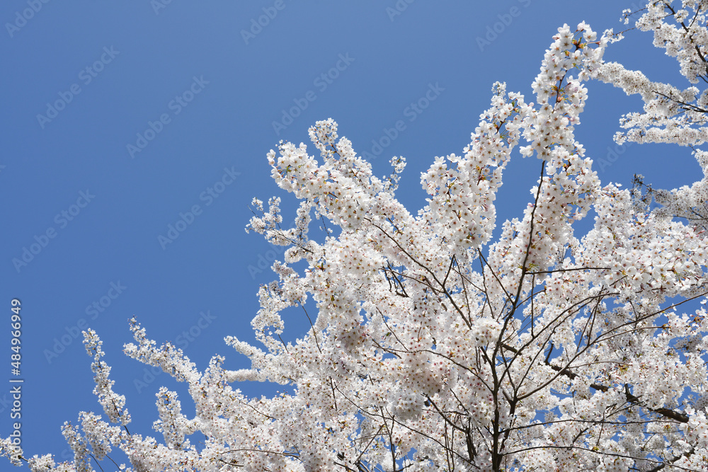 Beautiful blossoming tree on blue sky background.
