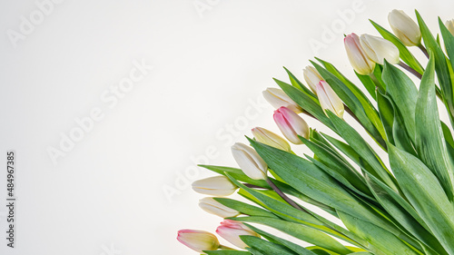 Pink and white tulips, a semicircle, Background, gentle, light, top view. There is space for text