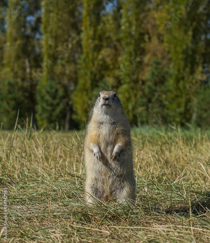 a cute gopher stands on its hind legs