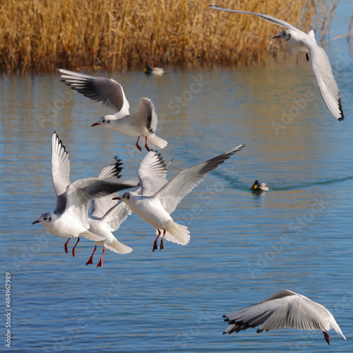 Aggressive seagulls fly over the blue water to fish. Reeds and floating waterfowl in the background. Color landscape photo of sea. © Imagenist