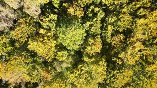 Wallpaper Mural Aerial view of lush forest with green and yellow trees canopies swaying on wind in autumn woods on sunny day Torontodigital.ca