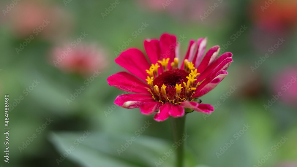 Beautiful blooming flower close up. Macro photography of a flower. Floral background for design. Nature concep. Soft focus photo Gerbera flower. Colourful Gerbera daisies on a pastel background Beautiful blooming flower close up. Macro photography of a flower. Floral background for design. Nature concep. Soft focus photo Gerbera flower. Colourful Gerbera daisies on a pastel background