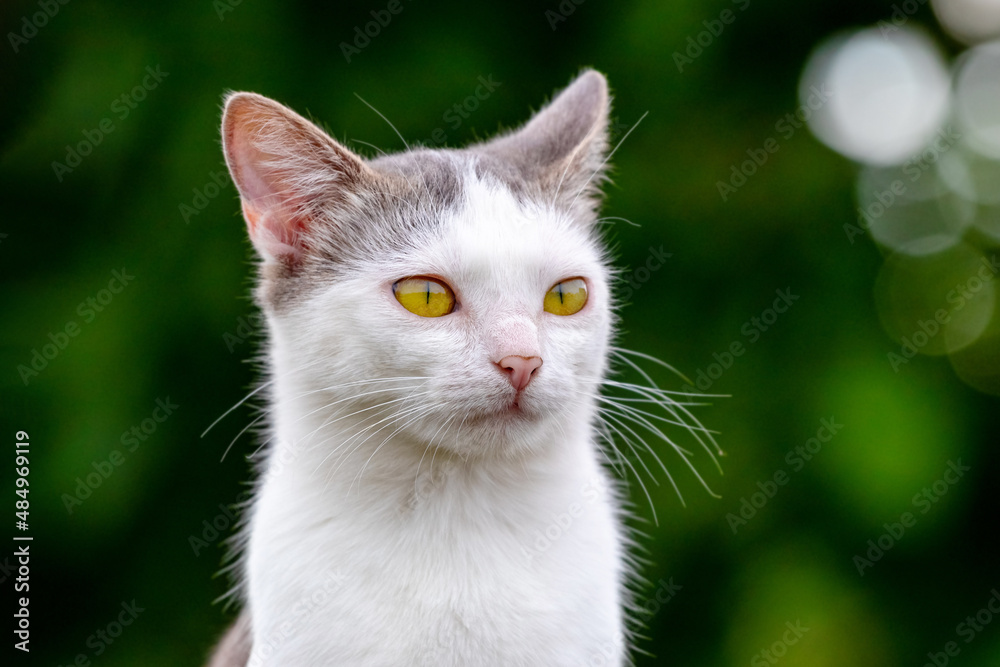 White spotted cat close up in the garden on a dark background