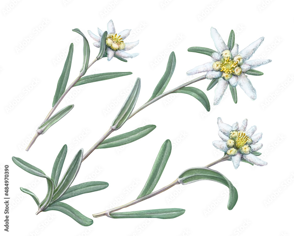 Edelweiss Hand Drawn Pencil Illustration Isolated on White with Clipping Path