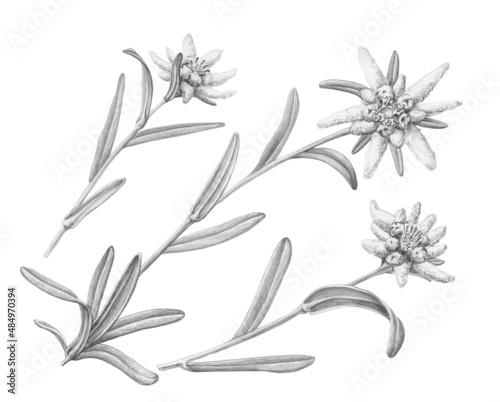 Edelweiss Hand Drawn Pencil Illustration Isolated on White with Clipping Path