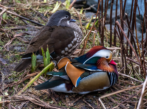 Pair of Mandarin Ducks, Martin Mere, January 2022 photo