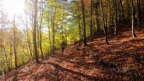 A woman walking in a forest with sun rays entering trough the trees,fairy tale scene of nature.Beautiful bright yellow mist on green trees in a magical foggy morning in the old forest, autumn season.
 photo