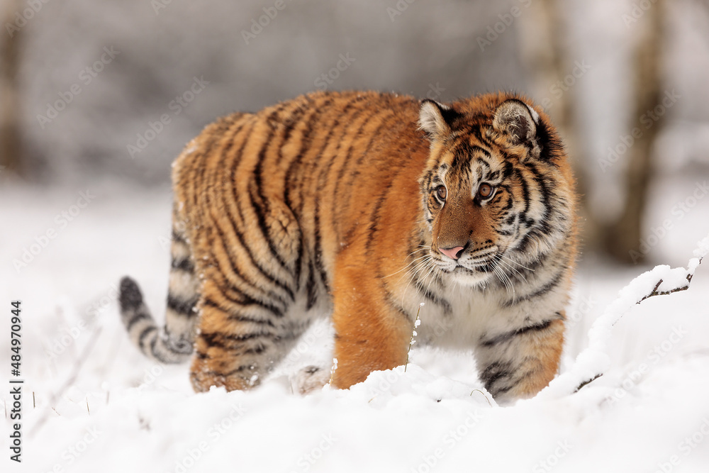 Obraz premium young male Siberian tiger (Panthera tigris tigris) in the wild winter taiga