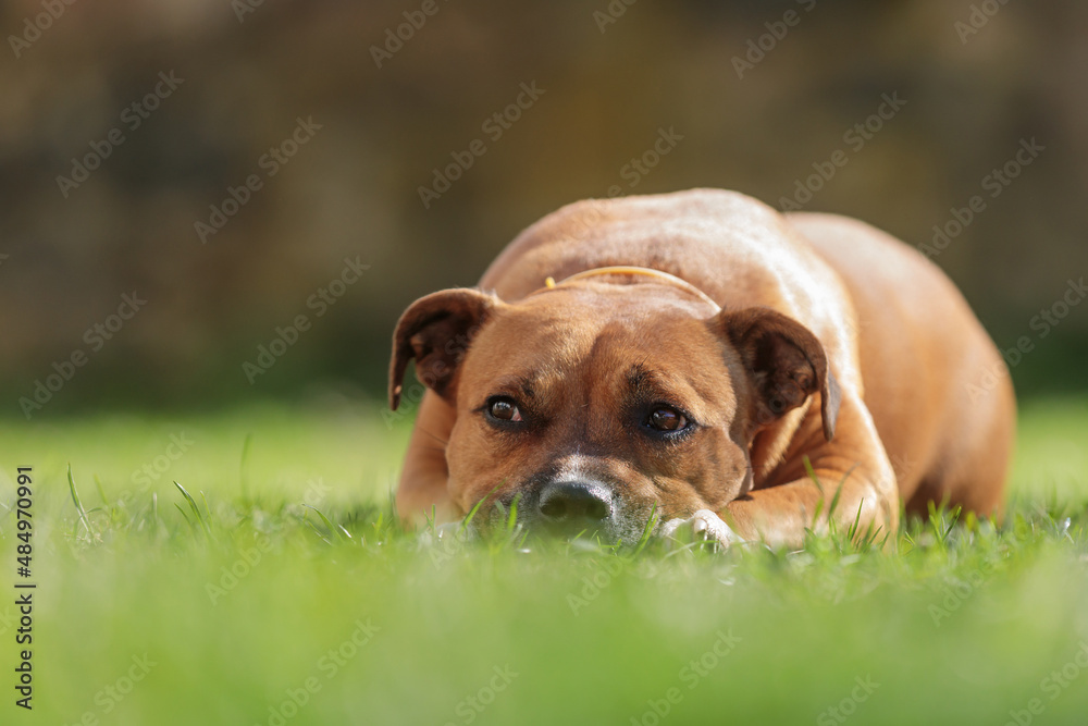 American Staffordshire Terrier, also known as the AmStaff or American Staffy lying in the grass