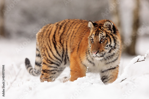 young male Siberian tiger (Panthera tigris tigris) in the wild winter taiga