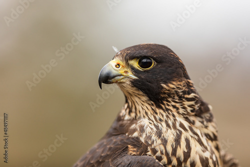 female Peregrine falcon (Falco peregrinus) side portrait of the head only
