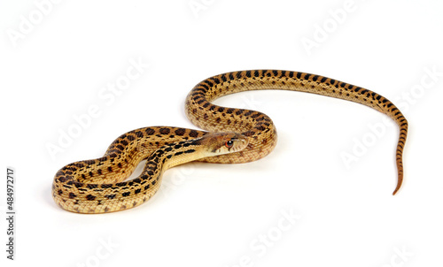 Pine snake, bullsnake // Nördliche Kiefernnatter, Bullennatter (Pituophis melanoleucus melanoleucus)