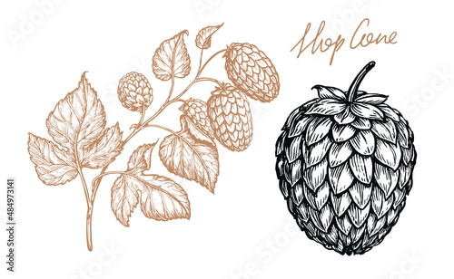 Drawing of hop cone flower sketch in vintage engraving style. Beer hop hand drawn vector illustration