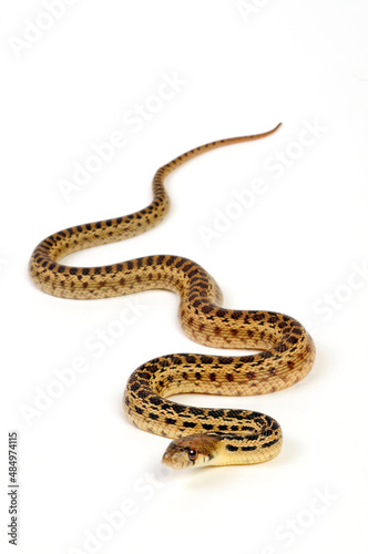 Pine snake, bullsnake // Nördliche Kiefernnatter, Bullennatter (Pituophis melanoleucus melanoleucus)