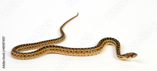 Nördliche Kiefernnatter, Bullennatter // Pine snake, bullsnake (Pituophis melanoleucus melanoleucus)