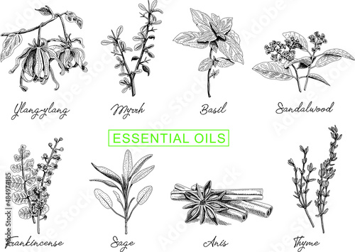 Fotografia Essential oils set: Ylang-ylang, Myrrh, Basil, Frankincense, Sage, Anis, Thyme, Sandalwood