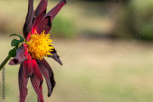 Close up of a Verrones obsidian dahlia in bloom photo