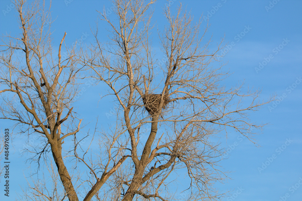 Mature Bald Eagles at the Loess Bluffs National Wildlife refuge (AKA Squaw Creek National Wildlife Refuge) located in NE Missouri near Mound City Mature Bald Eagles at the Loess Bluffs National Wildlife refuge (AKA Squaw Creek National Wildlife Refuge) located in NE Missouri near Mound City