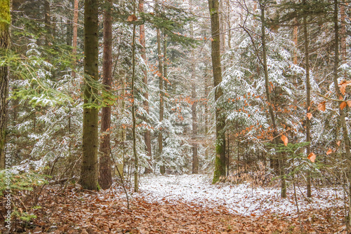 Fototapeta Naklejka Na Ścianę i Meble -  Las
