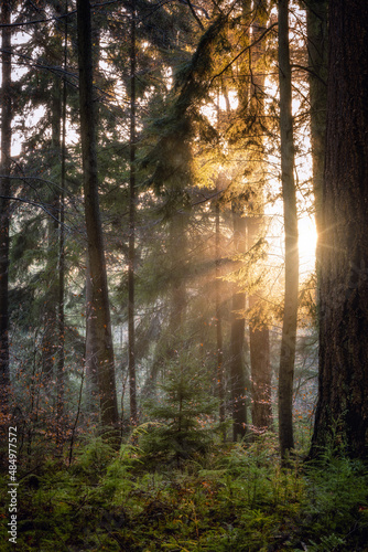 The sun rises between the trees in the morning at the Veluwe nature park in the Netherlands