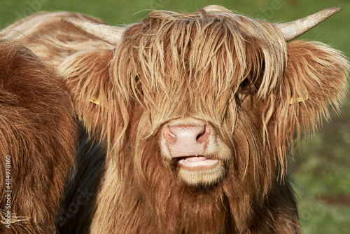 Close-up of a horned Highland calf (Bos taurus taurus) on the farm. Young Scottish Highland cattle with long brown hair.