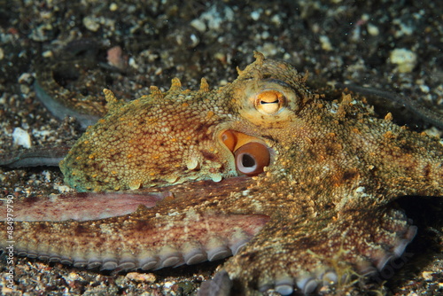 Behavior of the octopus in its marine environment in the ocean