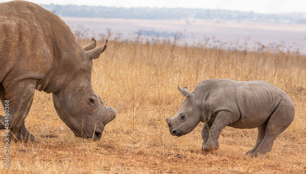 Obraz premium White rhino with calf, South Africa