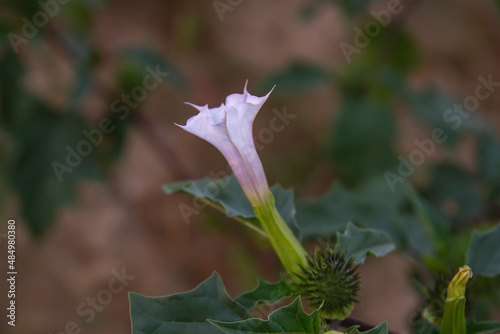 Datura stramonium trumpet-shaped flower