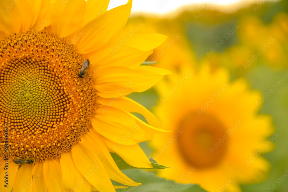 Close-up: honey bee collecting pollen, nectar on sunflower