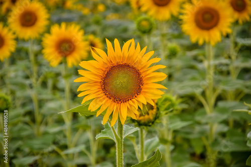 Obraz na płótnie blooming sunflower in the field w salonie