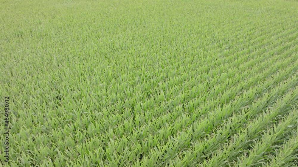 Aerial: Cornfields and surrounding farmland, Waikato Aerial: Cornfields and surrounding farmland, Waikato