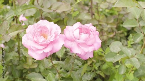 pair of pink roses in garden closeup flourish concept
