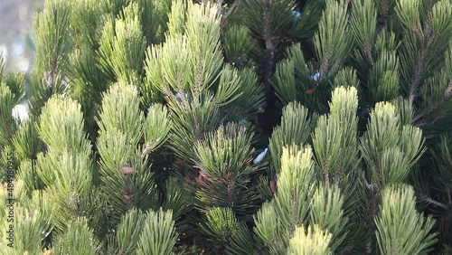 Wide branches of a coniferous plant