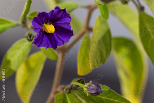Purple flowers of Solanum sp. in the garden